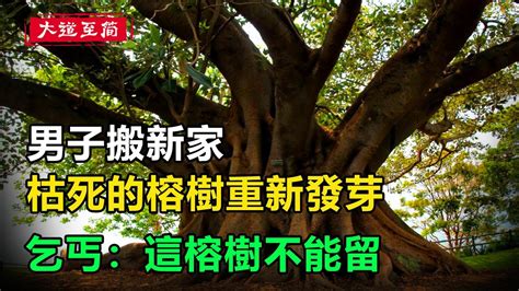 砍榕樹禁忌|【砍榕樹禁忌】砍榕樹不能犯的禁忌！解鎖院子砍樹風水密碼